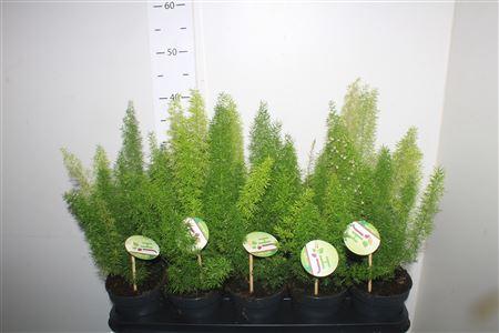 Горшечные цветы и растения оптом Aspar D Myers от 10шт из Голландии с доставкой по России