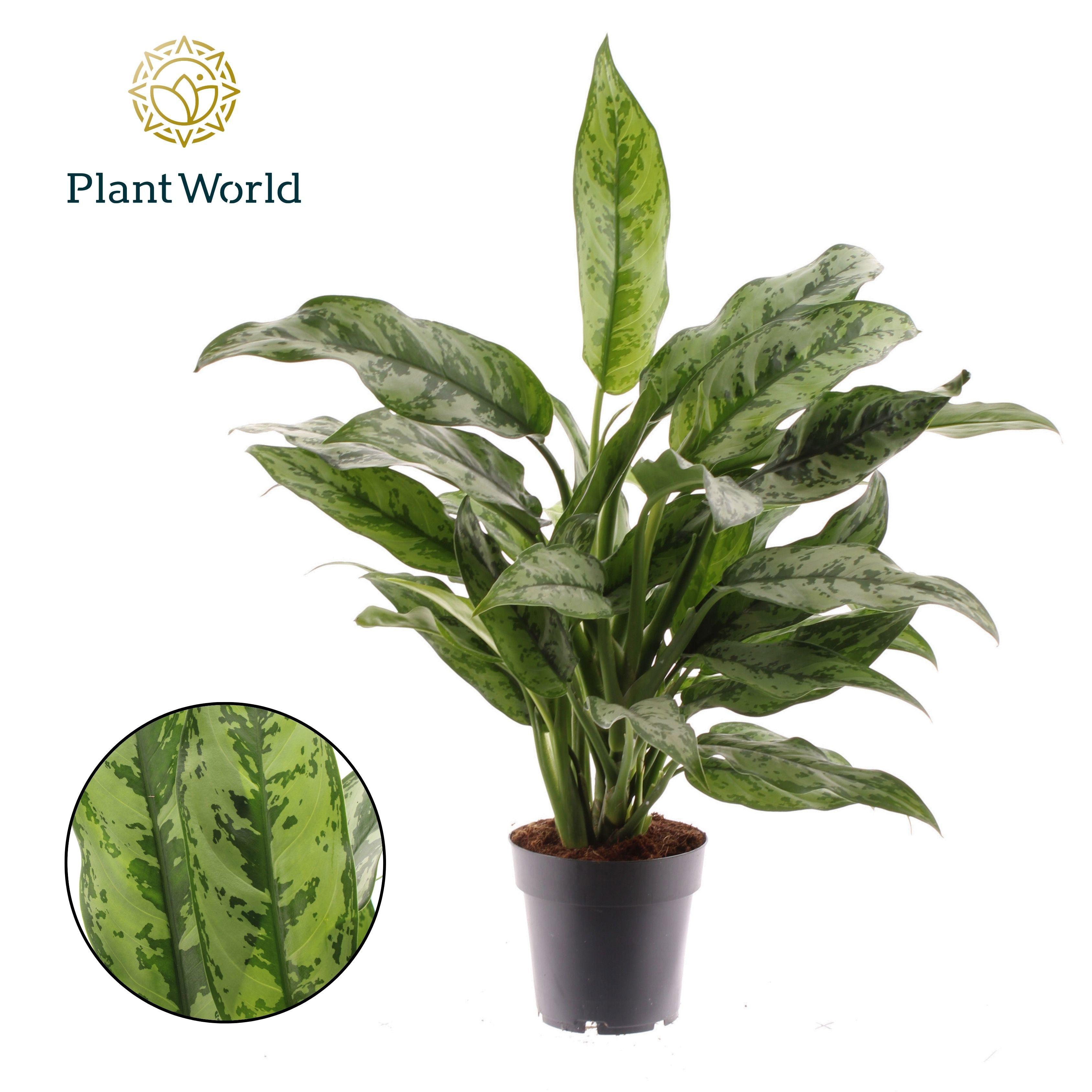 Горшечные цветы и растения оптом Aglaonema Romeo от 7шт из Голландии с доставкой по России