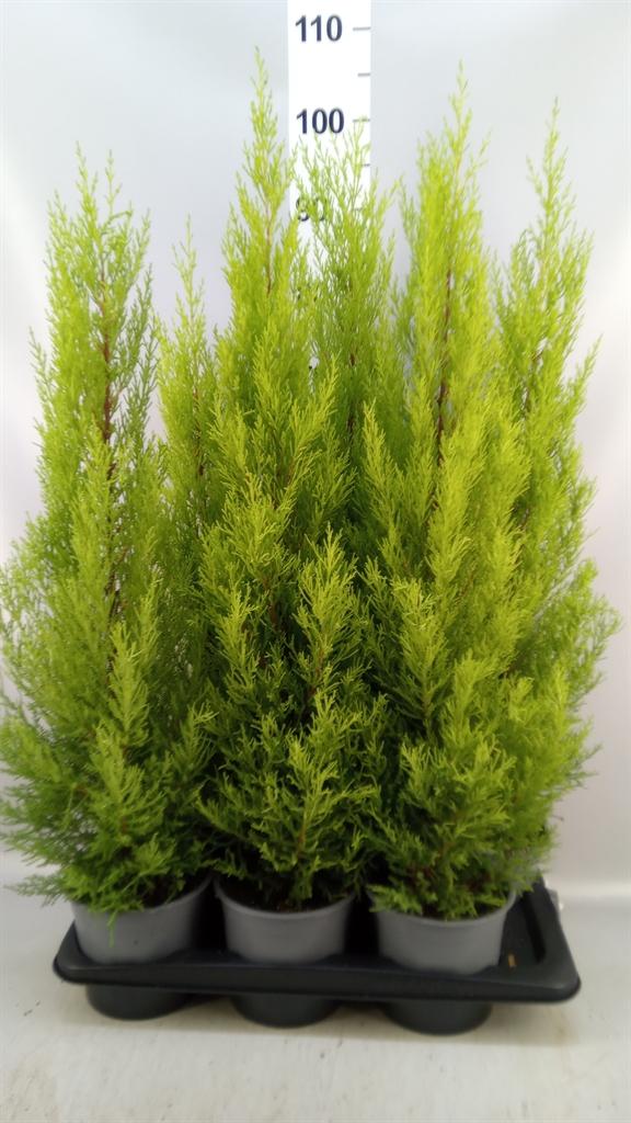 Горшечные цветы и растения оптом Cupressus Macro. goldcrest Wilma A от 6шт из Голландии с доставкой по России