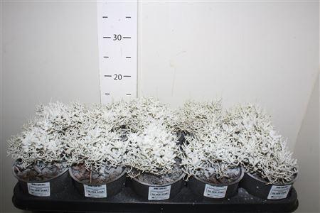 Горшечные цветы и растения оптом Leucoph Comp Silver Met Snow от 10шт из Голландии с доставкой по России