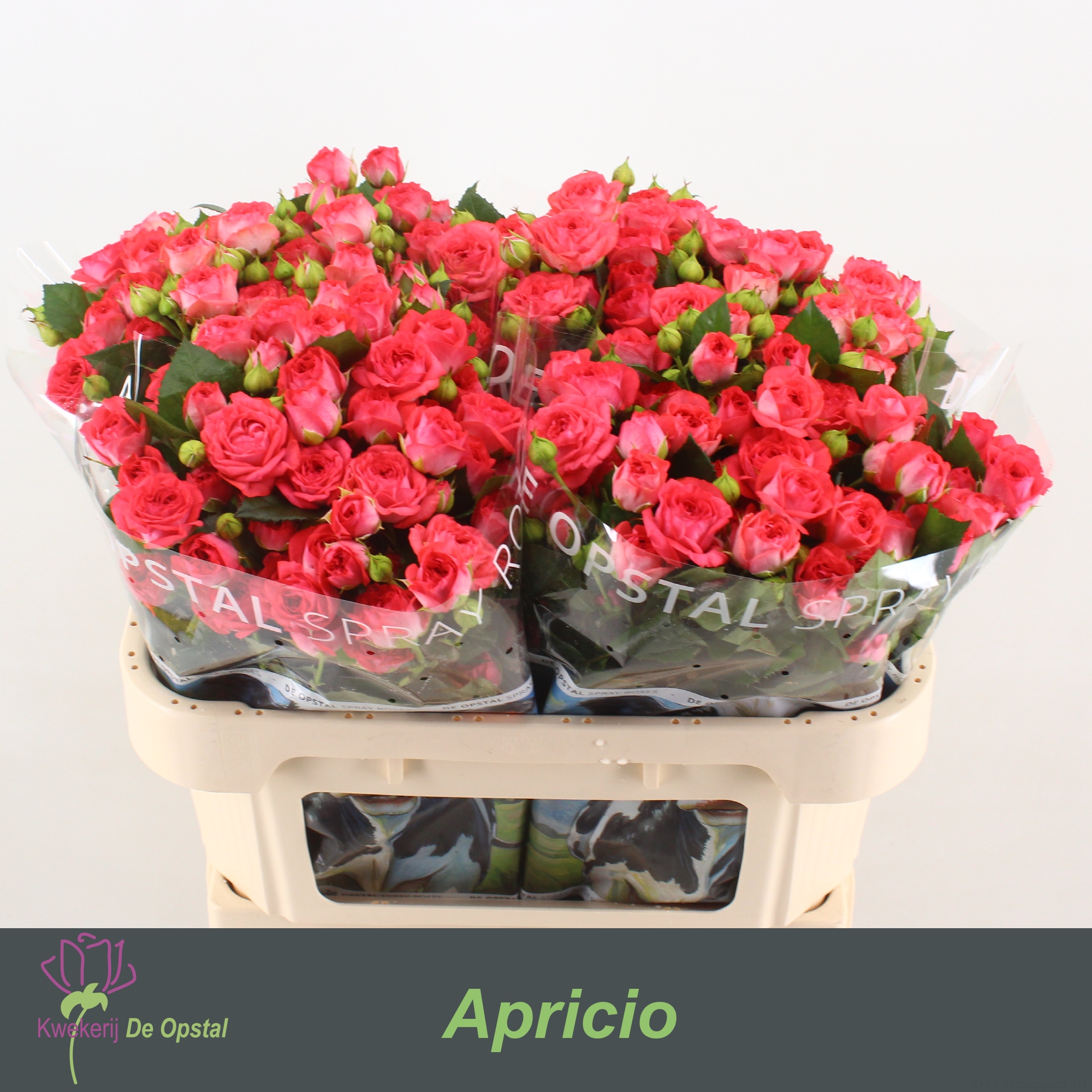 Срезанные цветы оптом Rosa spray apricio от 40шт из Голландии с доставкой по России