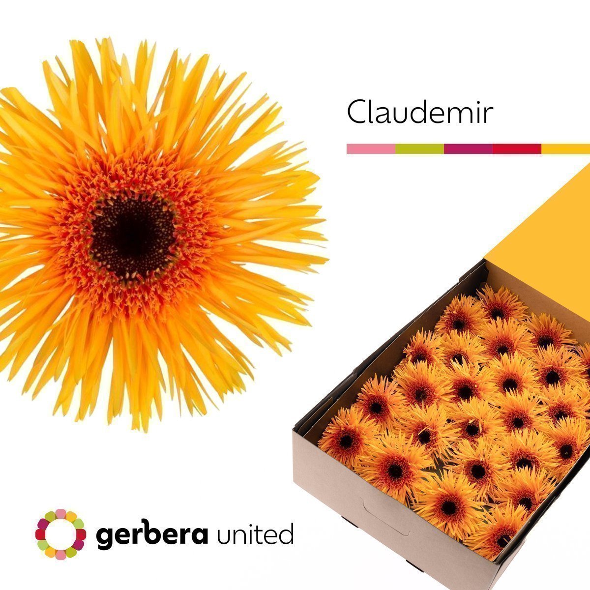 Срезанные цветы оптом Gerbera claudemir от 25шт из Голландии с доставкой по России