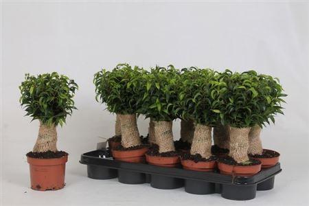 Горшечные цветы и растения оптом Ficus Be Natasja On Stem от 10шт из Голландии с доставкой по России