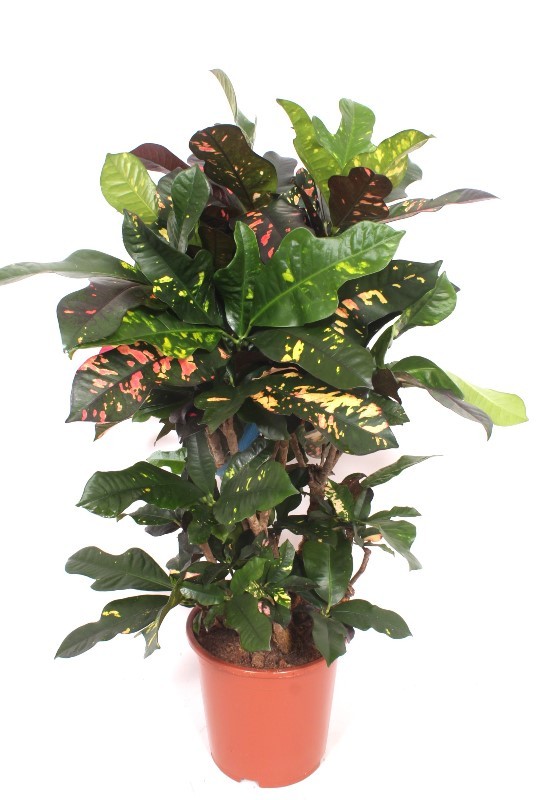 Горшечные цветы и растения оптом Codiaeum Magnificent от 1шт из Голландии с доставкой по России