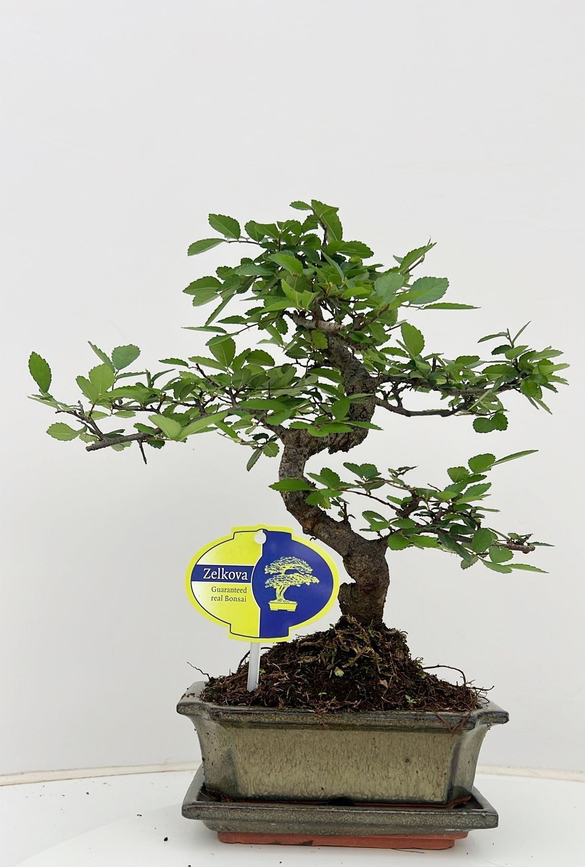 Горшечные цветы и растения оптом Bonsai Zelkova Parvifolia  With Drip Tray от 10шт из Голландии с доставкой по России