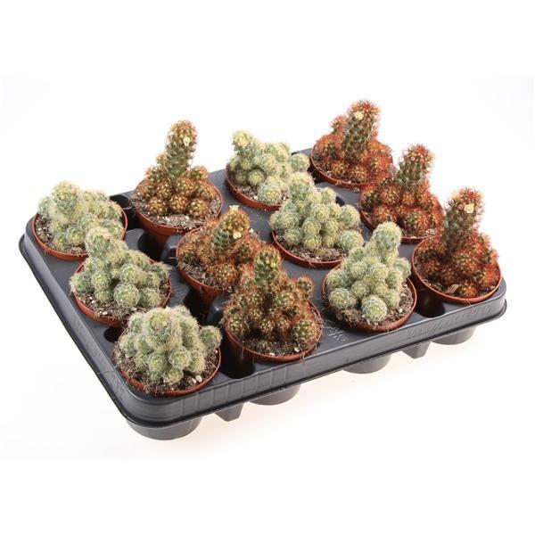 Горшечные цветы и растения оптом Cactus Elongata Mix от 12шт (для телеги) из Голландии с доставкой по России