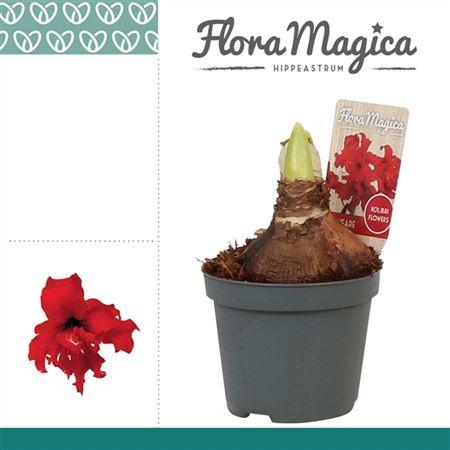 Горшечные цветы и растения оптом Hipp Kolibri Fanfare 2pp от 18шт (для телеги) из Голландии с доставкой по России