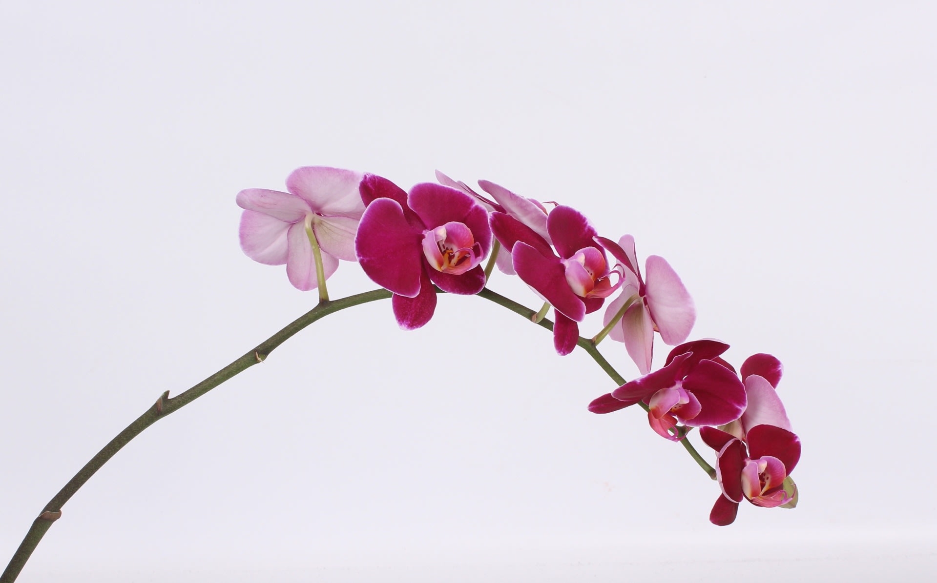 Срезанные цветы оптом Phalaenopsis от 6шт. из Голландии с доставкой по России