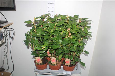 Горшечные цветы и растения оптом Came J Dr King от 6шт из Голландии с доставкой по России