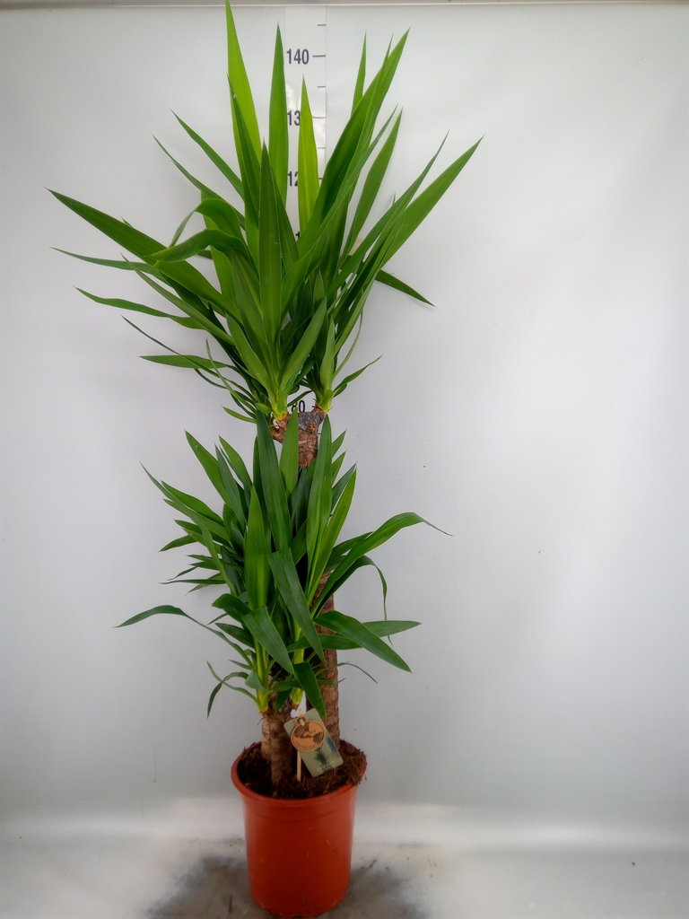 Горшечные цветы и растения оптом Yucca   ... от 1шт' из Голландии с доставкой по России