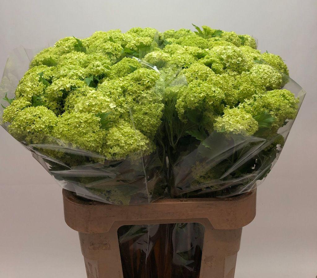 Срезанные цветы оптом Viburnum roseum от 60шт из Голландии с доставкой по России