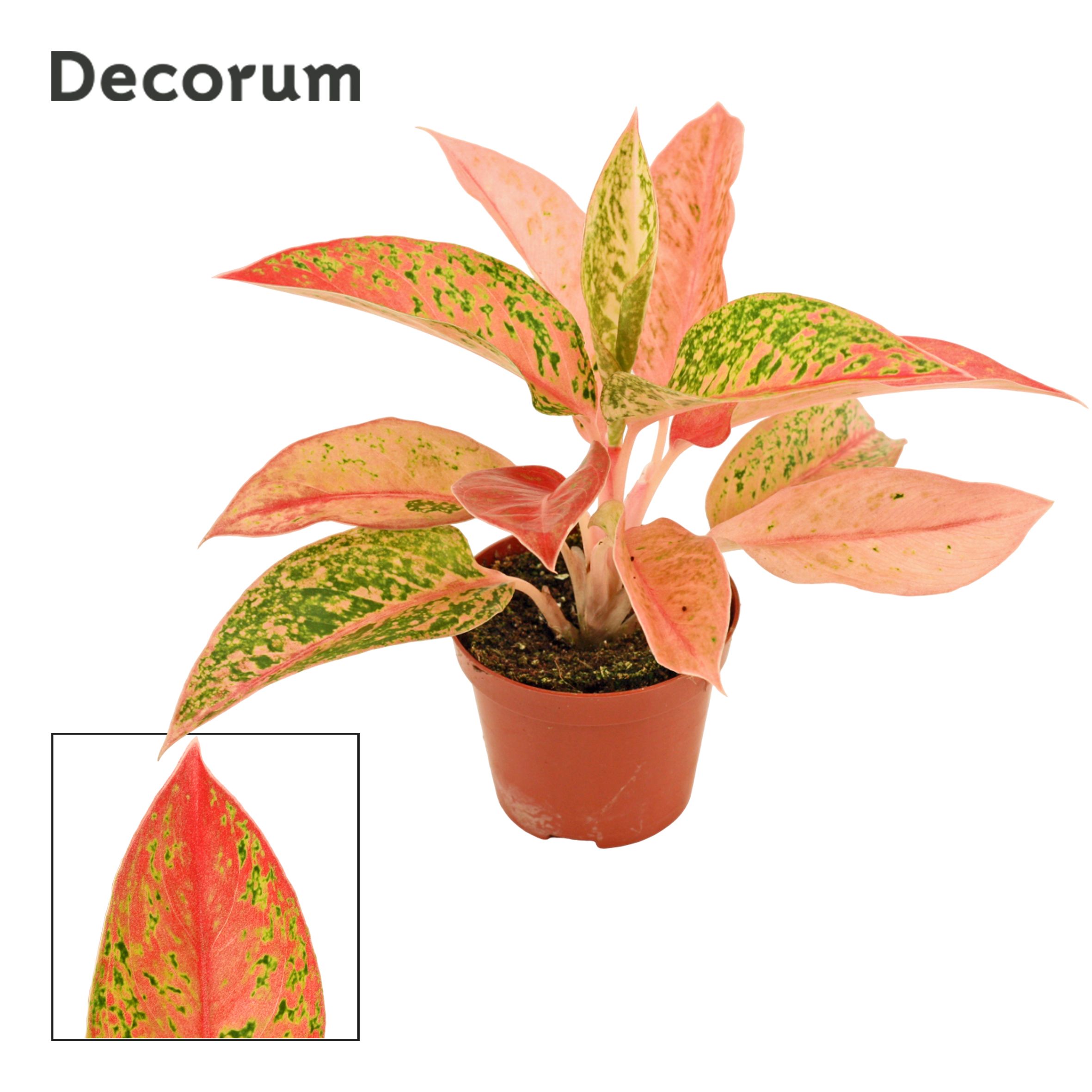 Горшечные цветы и растения оптом Aglaonema Prestige (decorum) от 18шт (для телеги) из Голландии с доставкой по России