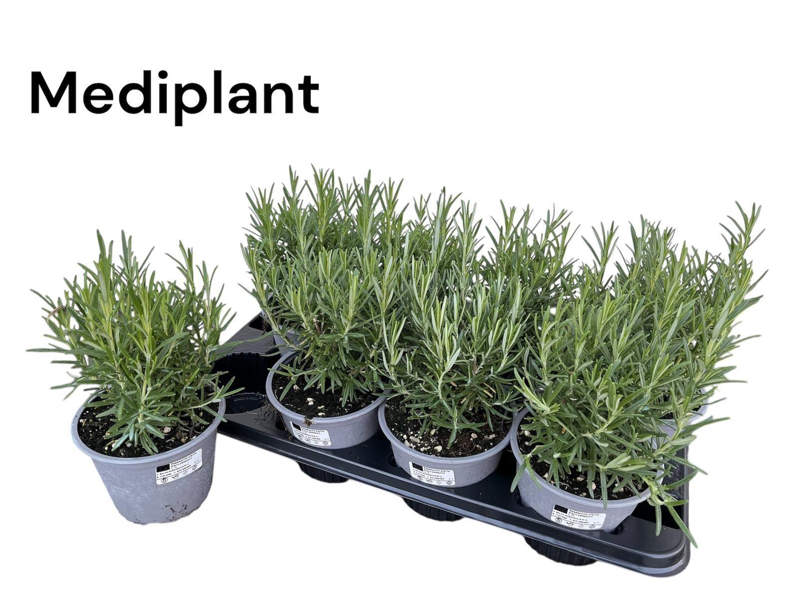 Горшечные цветы и растения оптом Rosmarin Of Ov от 8шт из Голландии с доставкой по России