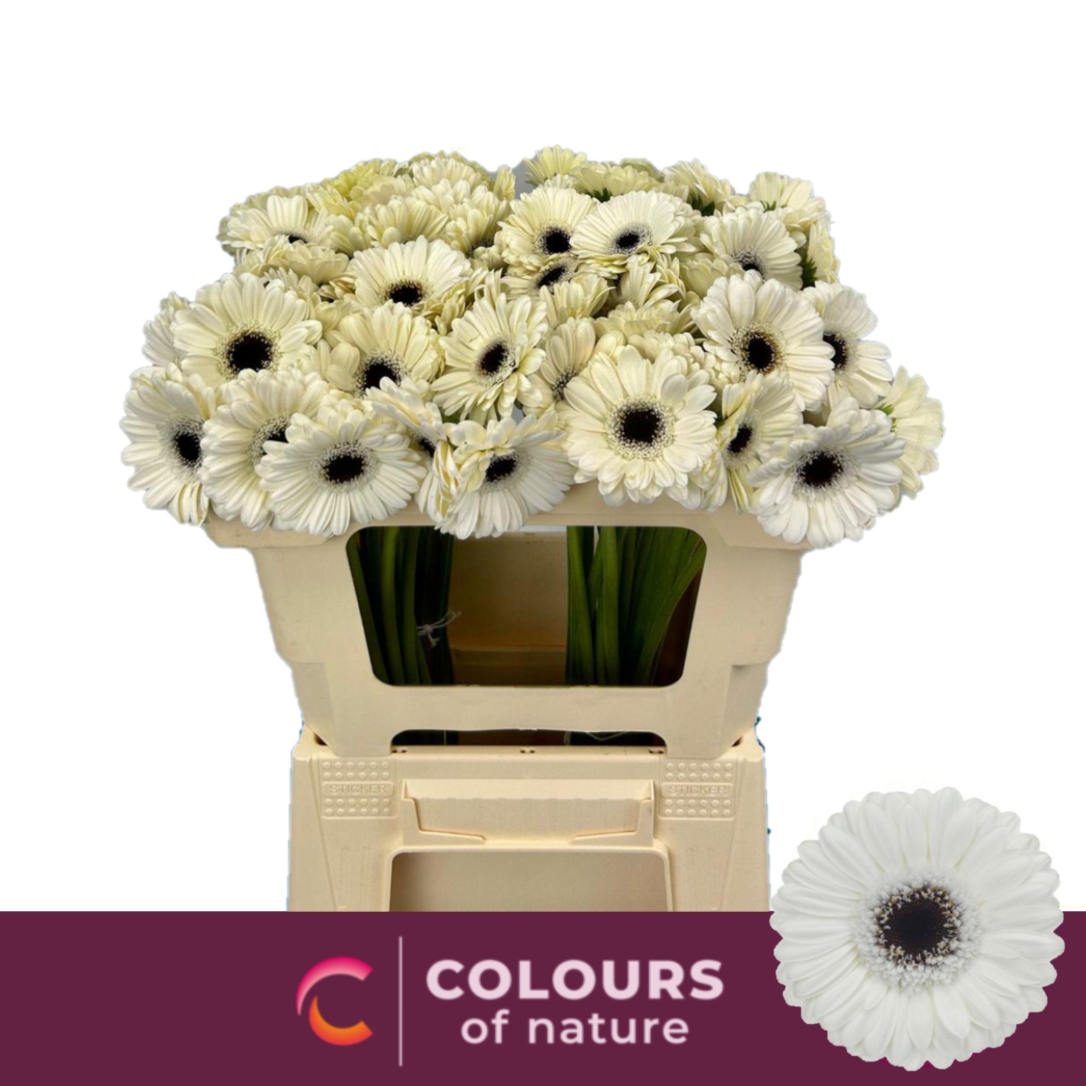 Срезанные цветы оптом Germini lido от 80шт из Голландии с доставкой по России