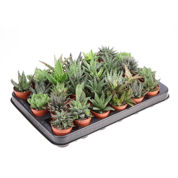 Горшечные цветы и растения оптом Aloe Haworthia Mix от 30шт (для телеги) из Голландии с доставкой по России