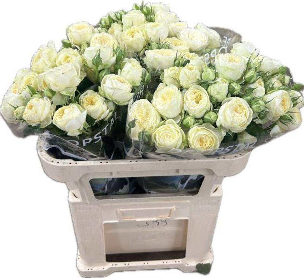 Срезанные цветы оптом Rosa spray ayala! от 20шт из Голландии с доставкой по России