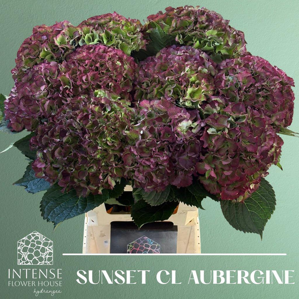 Срезанные цветы оптом Hydrangea royal sunset (classic) от 10шт из Голландии с доставкой по России