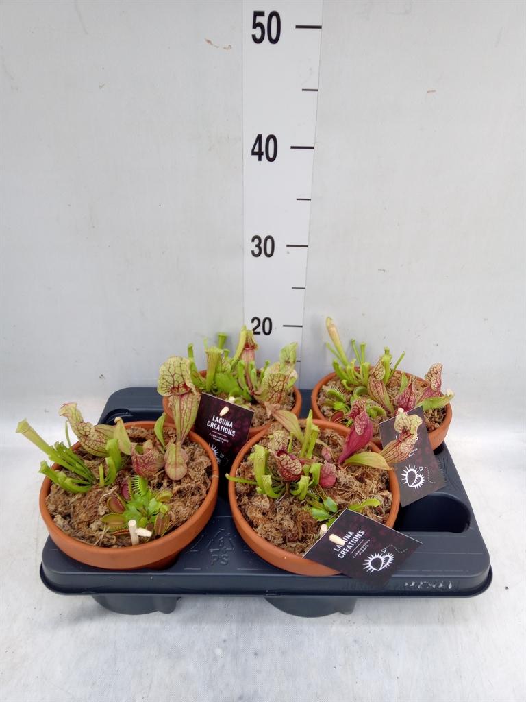 Горшечные цветы и растения оптом Vleesetende Planten   ...mix 3 от 4шт из Голландии с доставкой по России