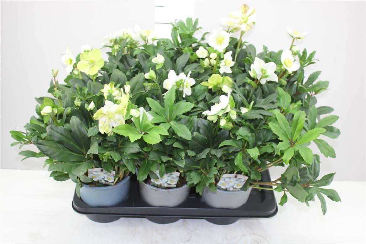 Горшечные цветы и растения оптом Helleborus Ni Mon Blanc 25+ от 6шт из Голландии с доставкой по России