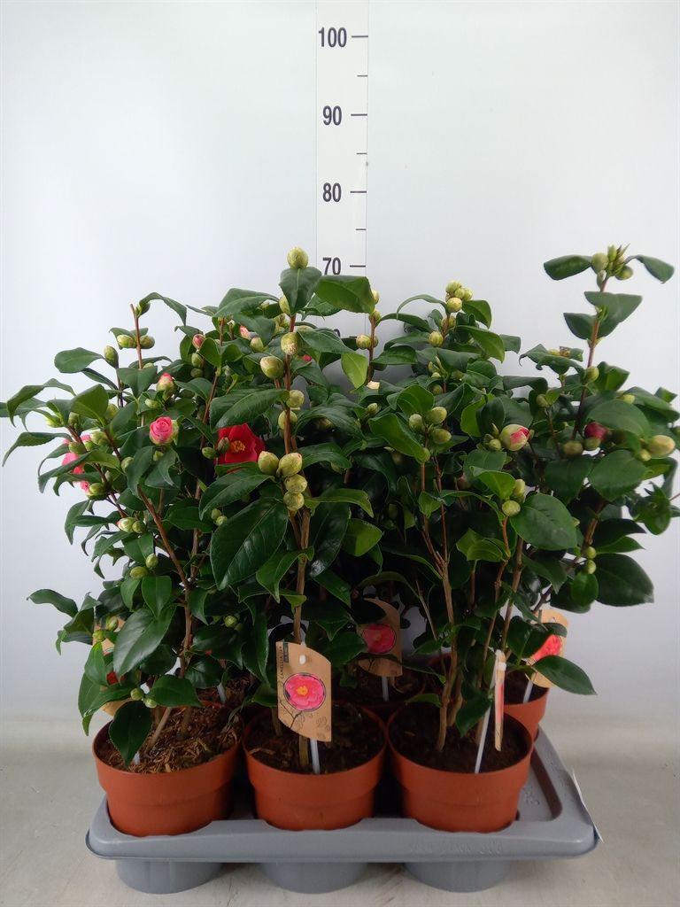 Горшечные цветы и растения оптом Camellia   ...mix 3 от 6шт из Голландии с доставкой по России