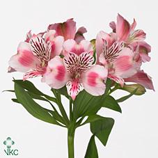 Срезанные цветы оптом Alstroemeria panorama от 60шт из Голландии с доставкой по России