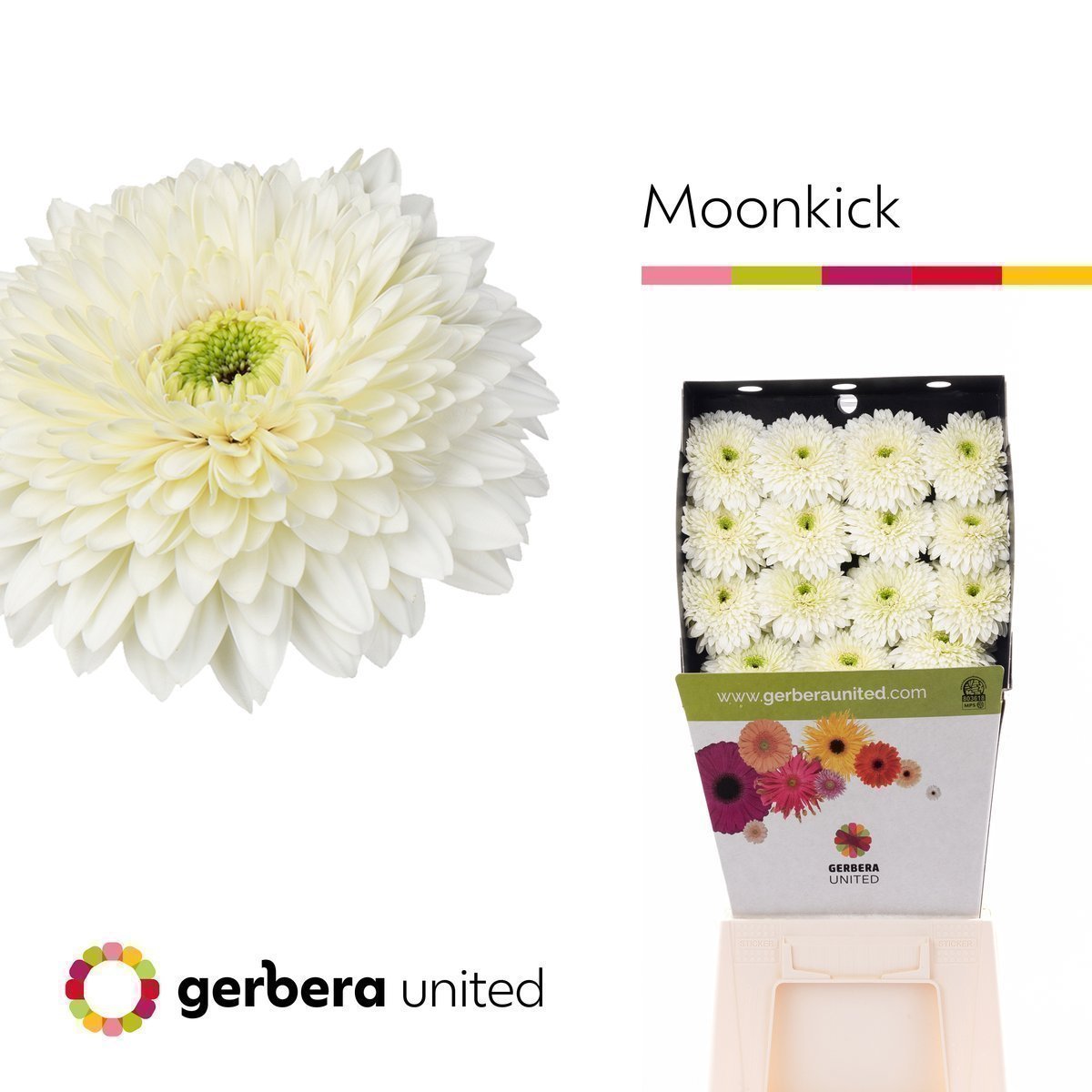 Срезанные цветы оптом Gerbera diamond terra moon kick от 30шт из Голландии с доставкой по России