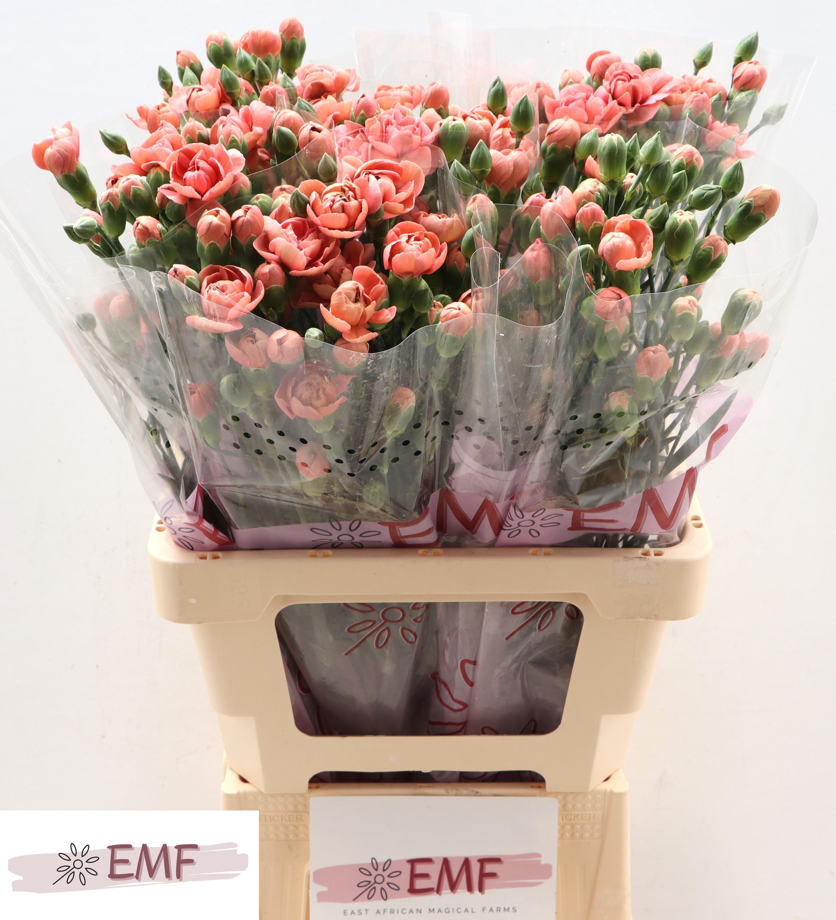 Срезанные цветы оптом Dianthus sp miss trendy от 60шт из Голландии с доставкой по России