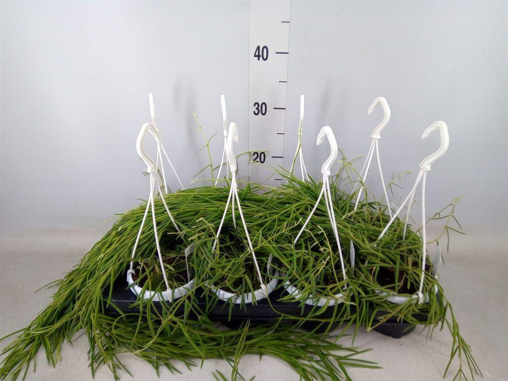 Горшечные цветы и растения оптом Hoya Linearis от 8шт из Голландии с доставкой по России