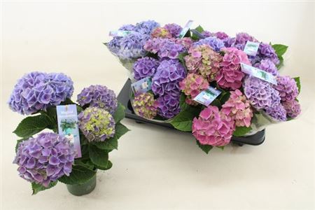 Горшечные цветы и растения оптом Hydrangea Ma Magical Revolution Blue 3+ от 8шт из Голландии с доставкой по России