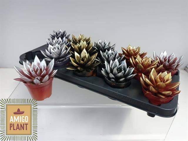 Горшечные цветы и растения оптом Echev Miranda от 14шт (для телеги) из Голландии с доставкой по России