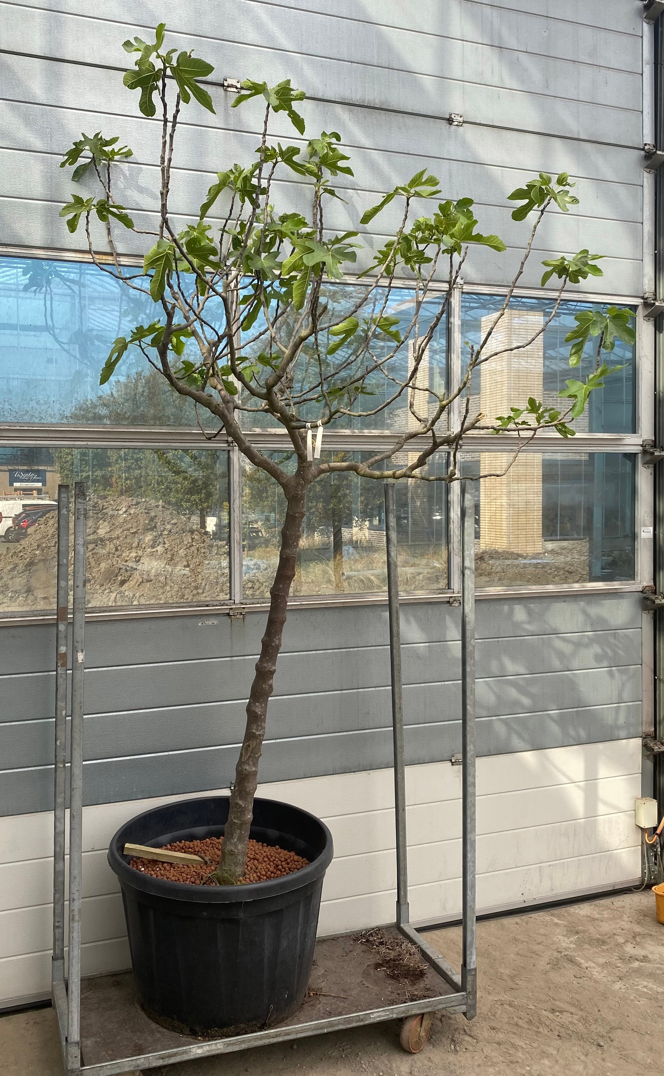 Горшечные цветы и растения оптом Ficus Carica от 1шт из Голландии с доставкой по России