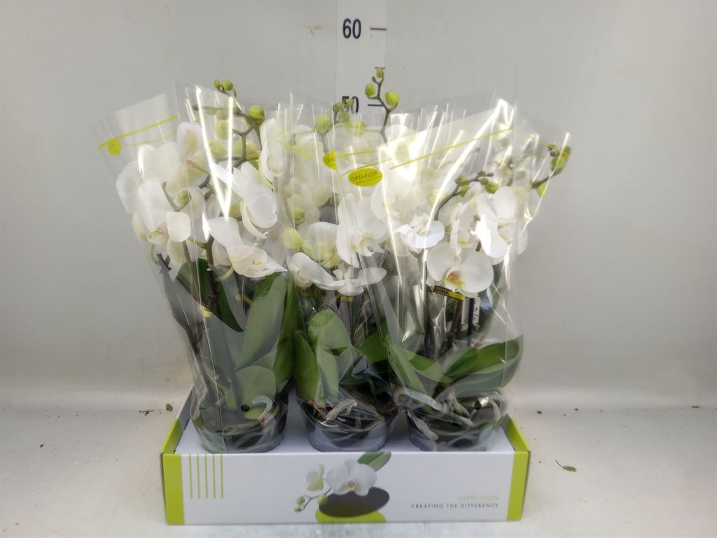 Горшечные цветы и растения оптом Phalaenopsis   ...white от 6шт' из Голландии с доставкой по России