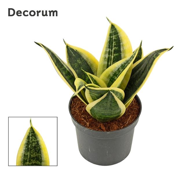 Горшечные цветы и растения оптом Sansevieria Hahnii Sunrise (decorum) от 18шт (для телеги) из Голландии с доставкой по России