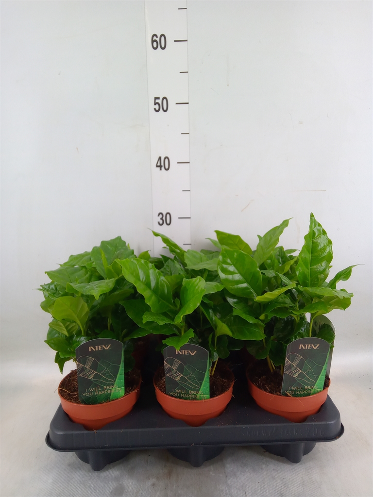 Горшечные цветы и растения оптом Coffea Arabica от 6шт из Голландии с доставкой по России