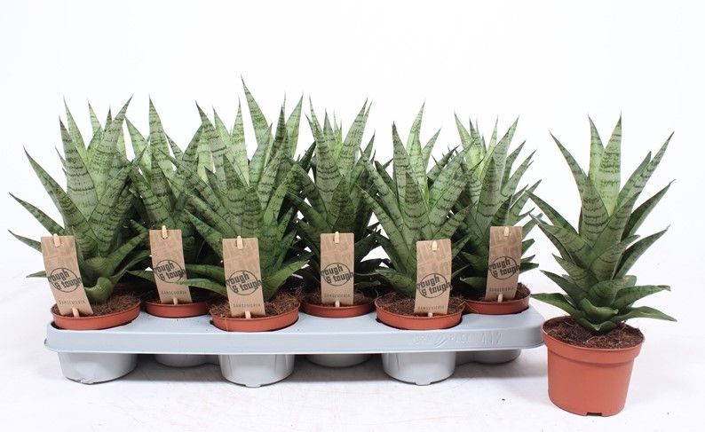 Горшечные цветы и растения оптом Sansevieria Tough Lady от 12шт из Голландии с доставкой по России