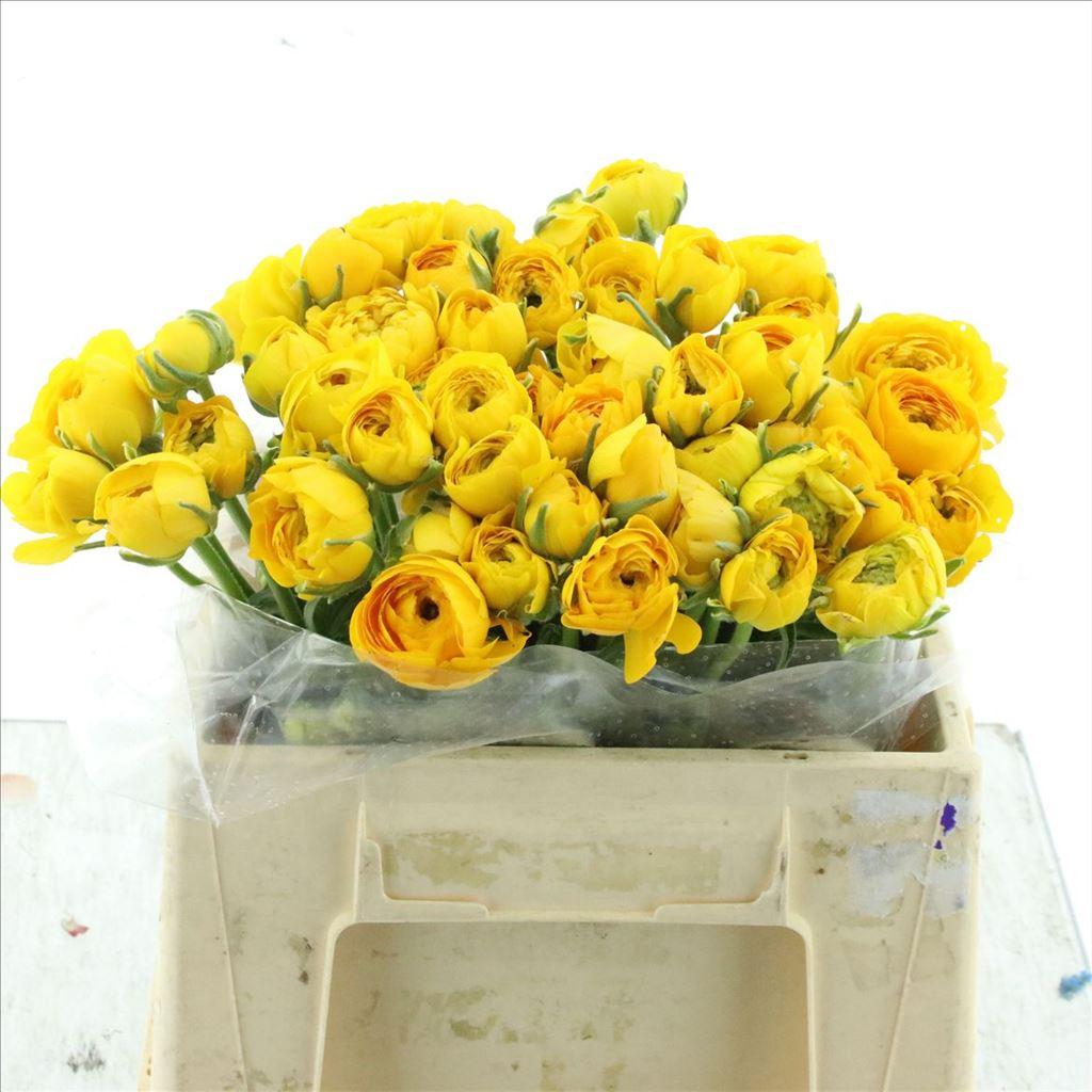 Срезанные цветы оптом Ranunculus elegance yellow A от 50шт из Голландии с доставкой по России