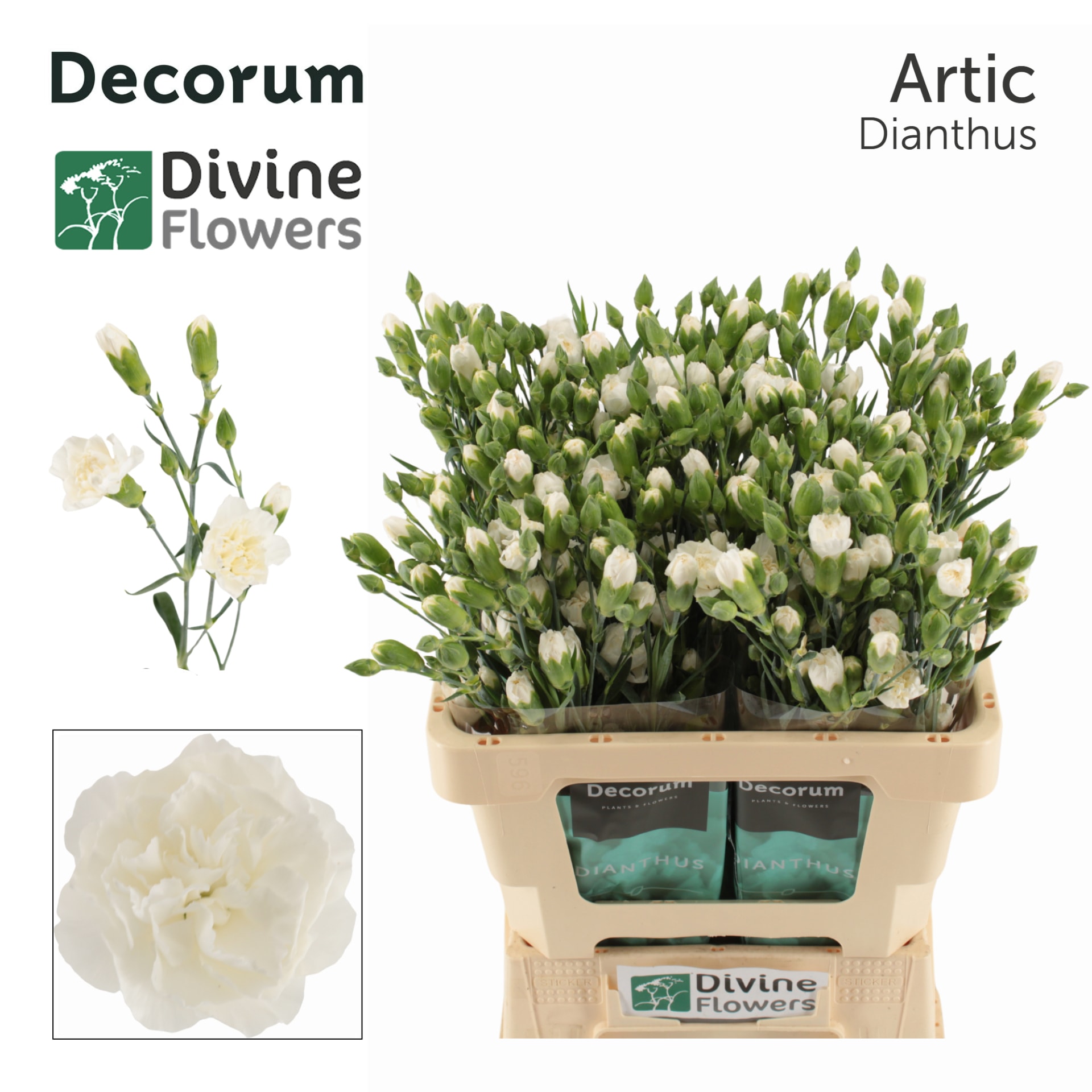 Срезанные цветы оптом Dianthus sp artic от 60шт из Голландии с доставкой по России