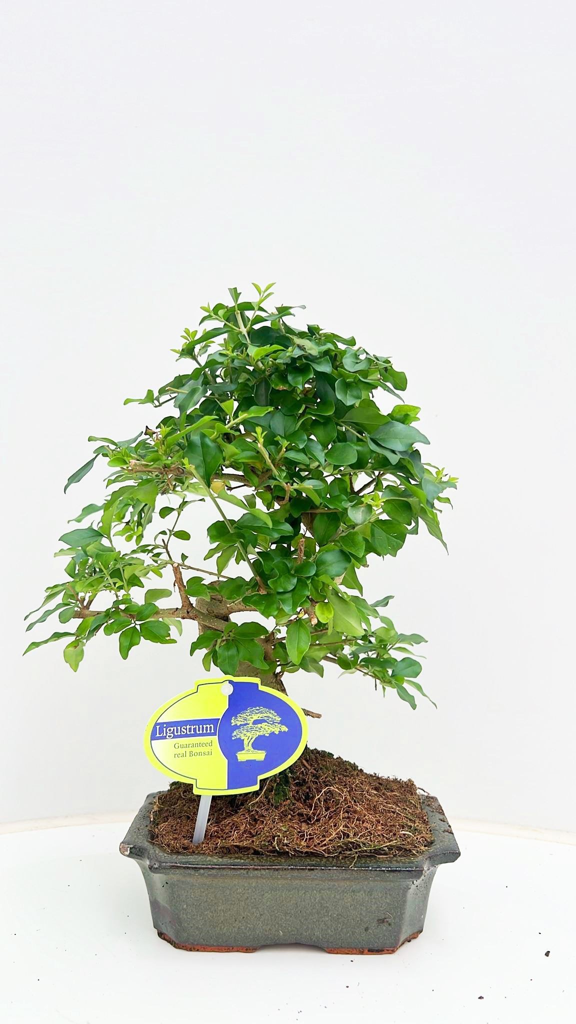 Горшечные цветы и растения оптом Bonsai Ligustrum Sinensis, 15cm., Shape, Without D от 10шт из Голландии с доставкой по России