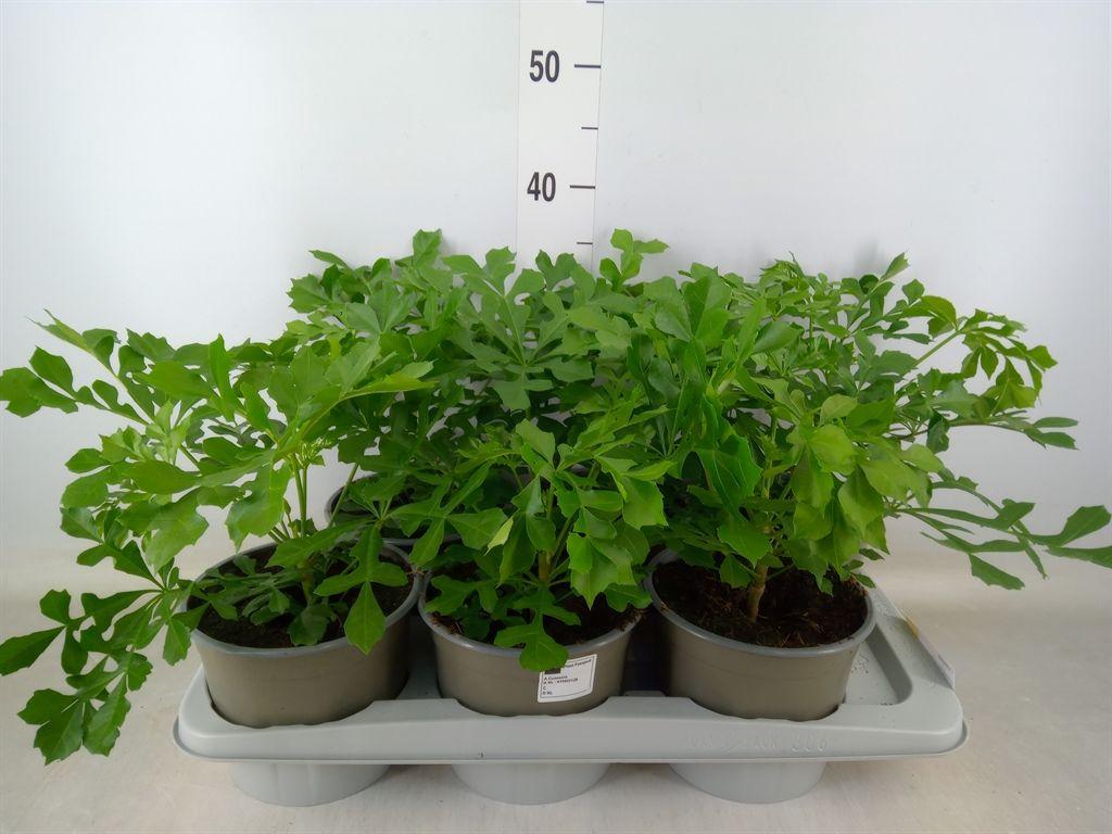 Горшечные цветы и растения оптом Cussonia от 6шт из Голландии с доставкой по России