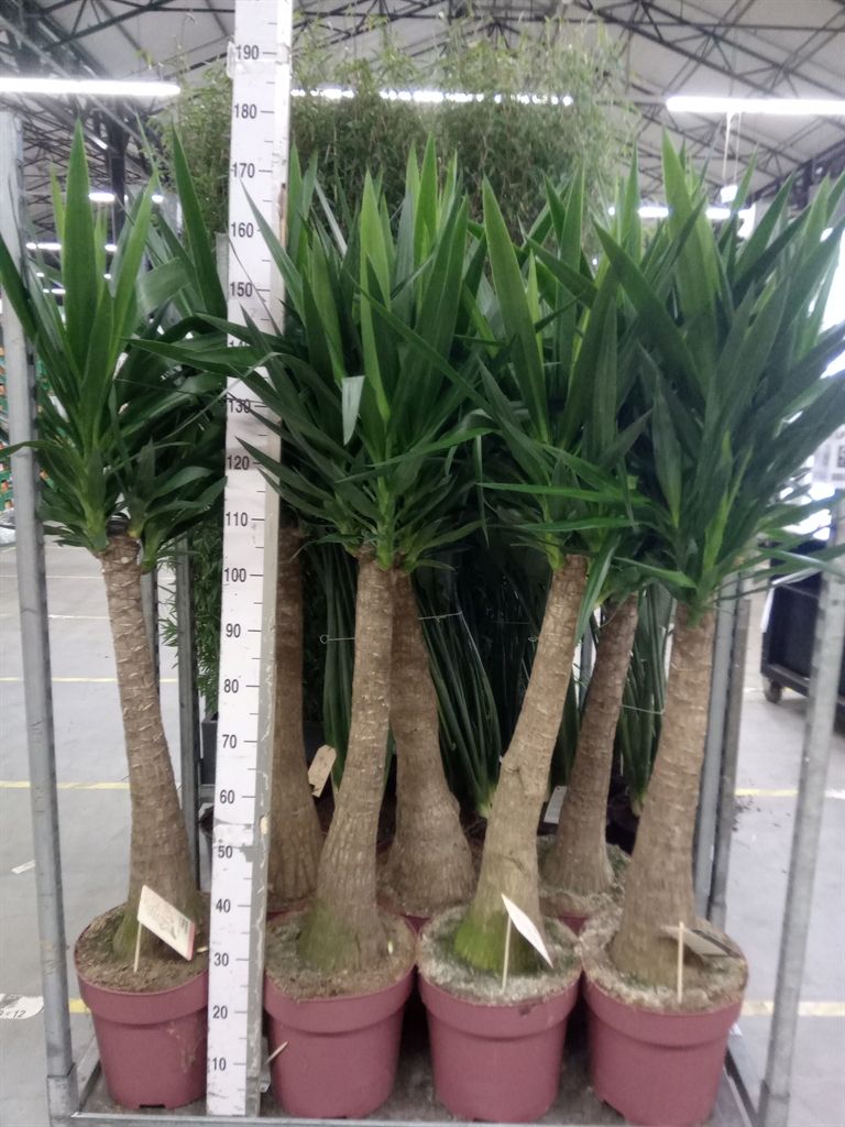 Горшечные цветы и растения оптом Yucca Elephantipes   ... от 1шт из Голландии с доставкой по России