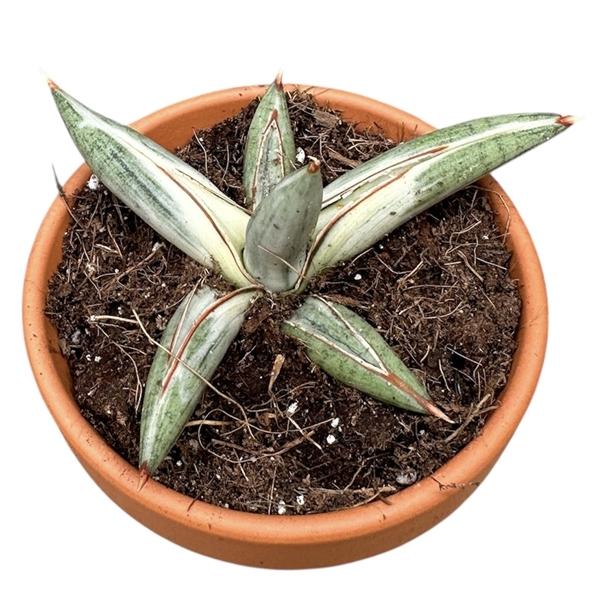 Горшечные цветы и растения оптом Sansevieria Lavranos Blue Clone от 1шт (для телеги) из Голландии с доставкой по России