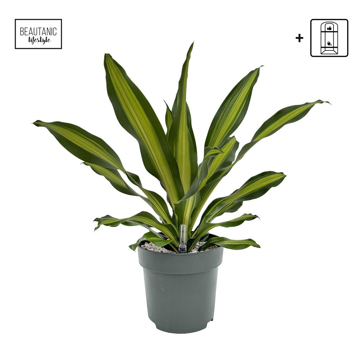 Горшечные цветы и растения оптом Dracaena Burley от 1шт из Голландии с доставкой по России