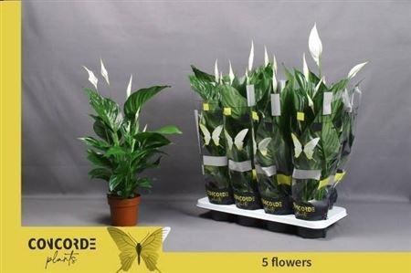 Горшечные цветы и растения оптом Spath Sweet Ricardo 5+ от 8шт из Голландии с доставкой по России