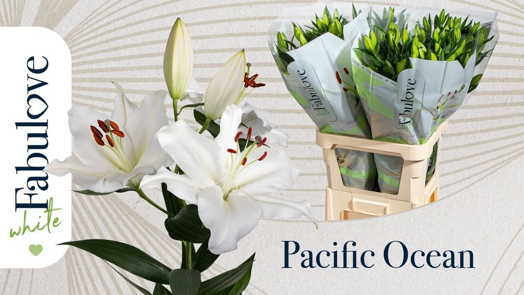 Срезанные цветы оптом Lilium or pacific ocean от 40шт.. из Голландии с доставкой по России