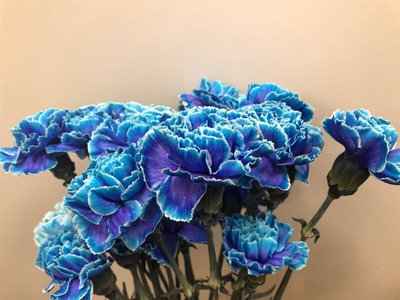 Срезанные цветы оптом Dianthus st paint blue lagoon от 80шт из Голландии с доставкой по России