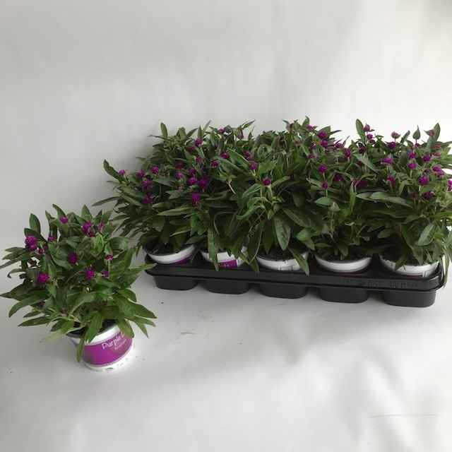 Горшечные цветы и растения оптом Gomph Gl Purple Dots от 10шт из Голландии с доставкой по России