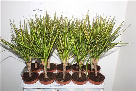 Горшечные цветы и растения оптом Dra Marg Sunray от 10шт из Голландии с доставкой по России