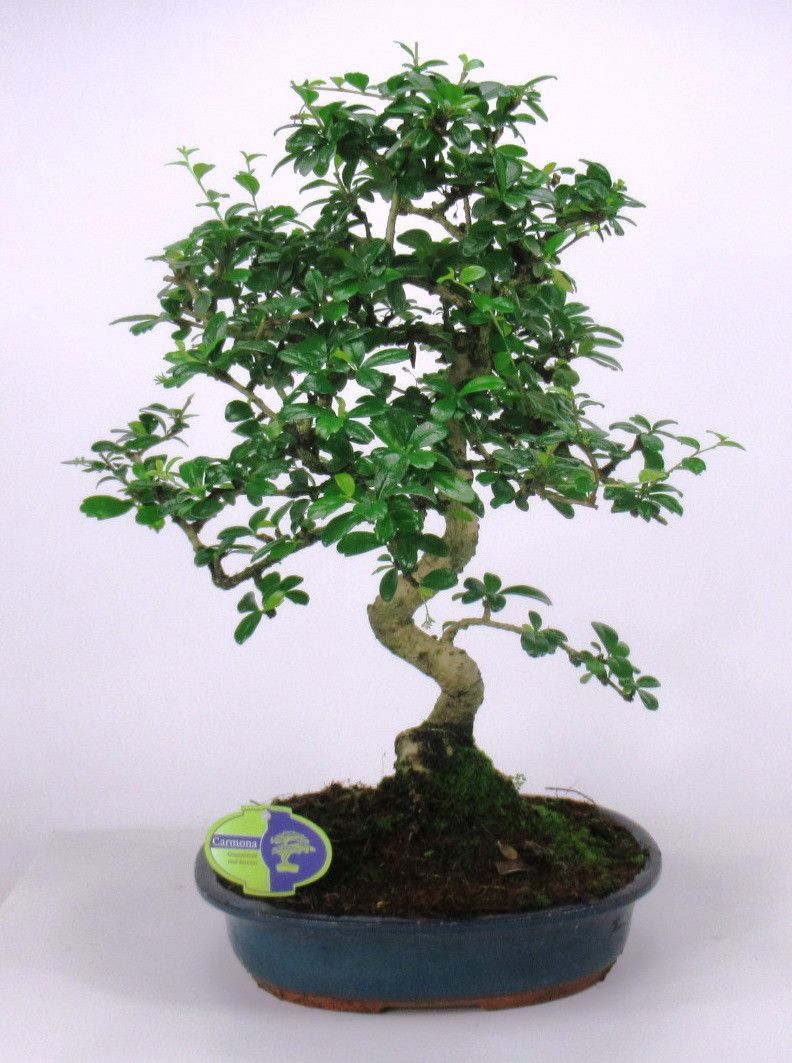 Горшечные цветы и растения оптом Bonsai Carmona Macrophylla, 32 Cm Shape, Without D от 2шт из Голландии с доставкой по России