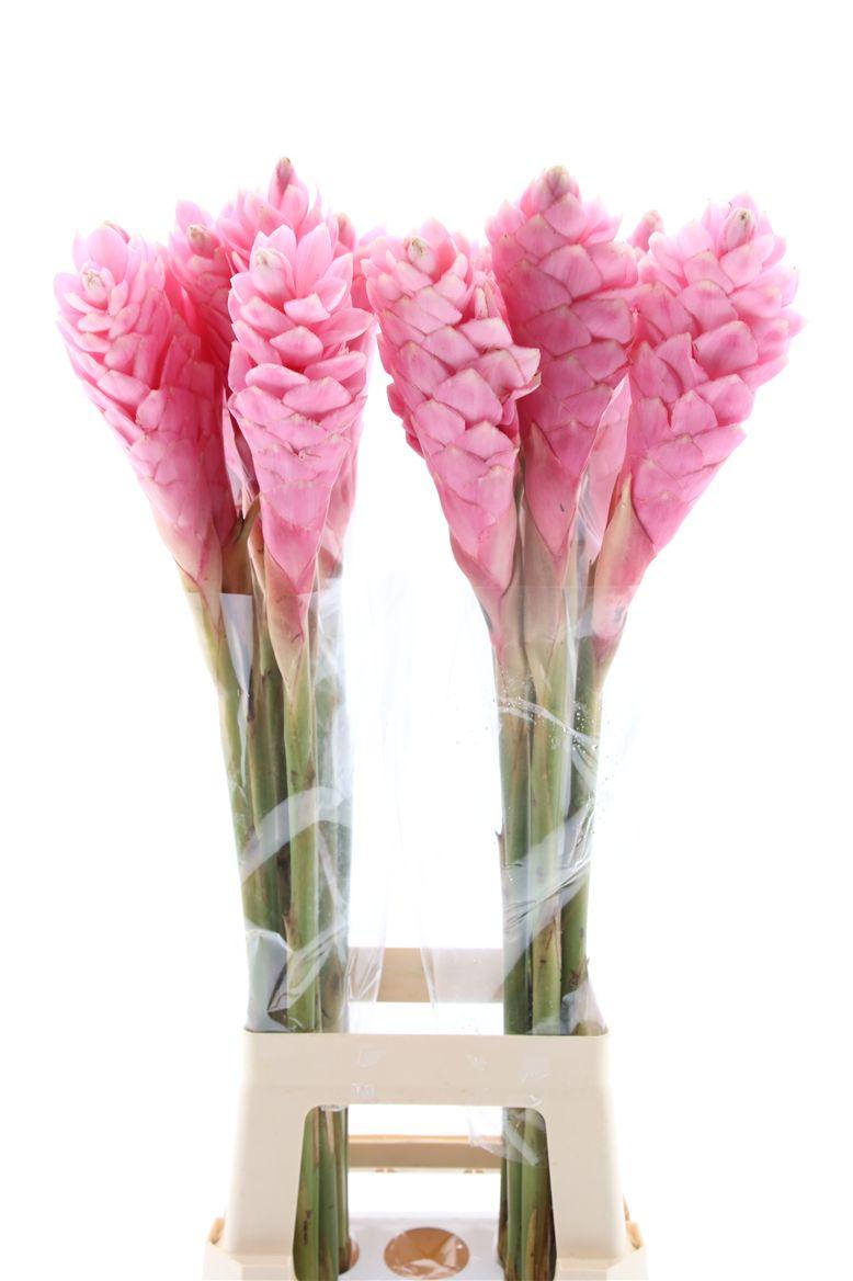 Срезанные цветы оптом Alpinia purpurata pink от 50шт из Голландии с доставкой по России