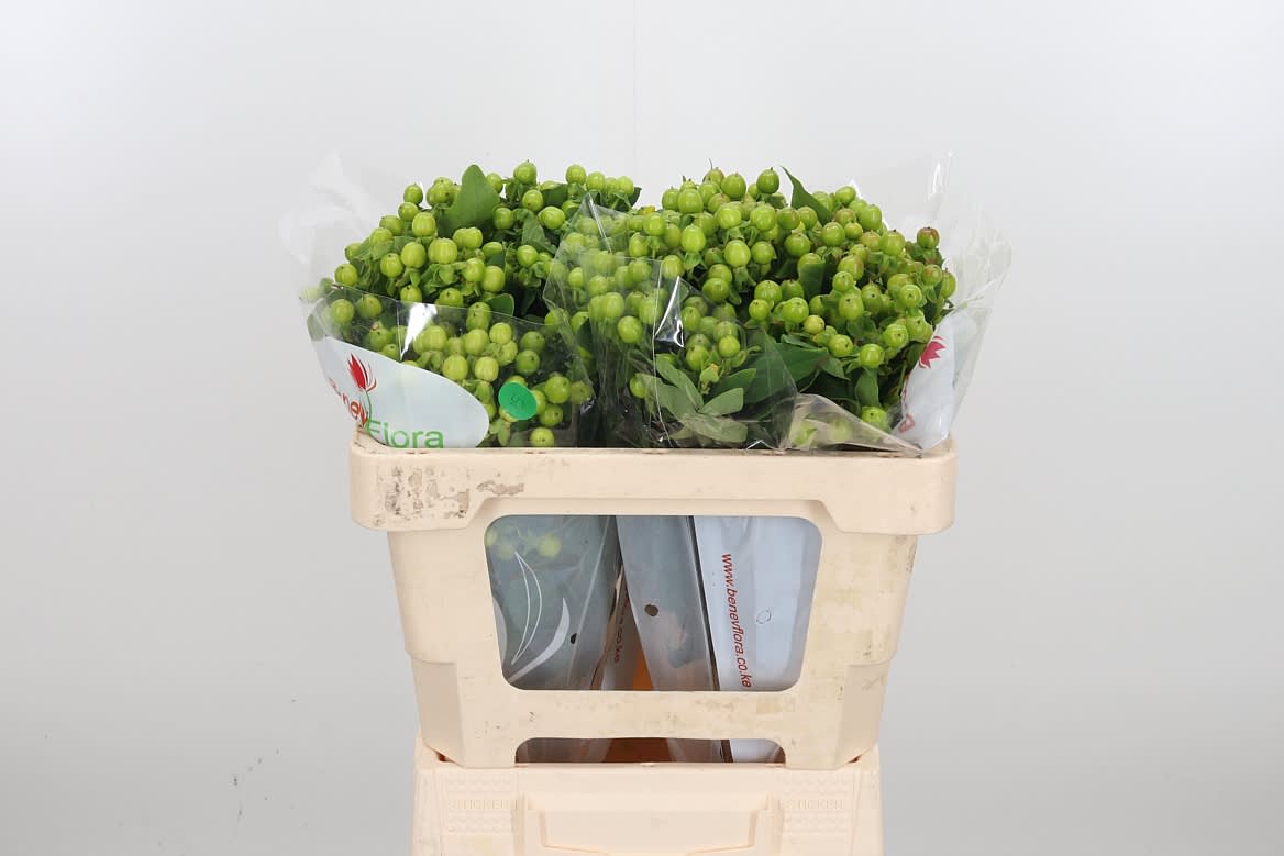 Срезанные цветы оптом Hypericum mag green power от 50шт из Голландии с доставкой по России